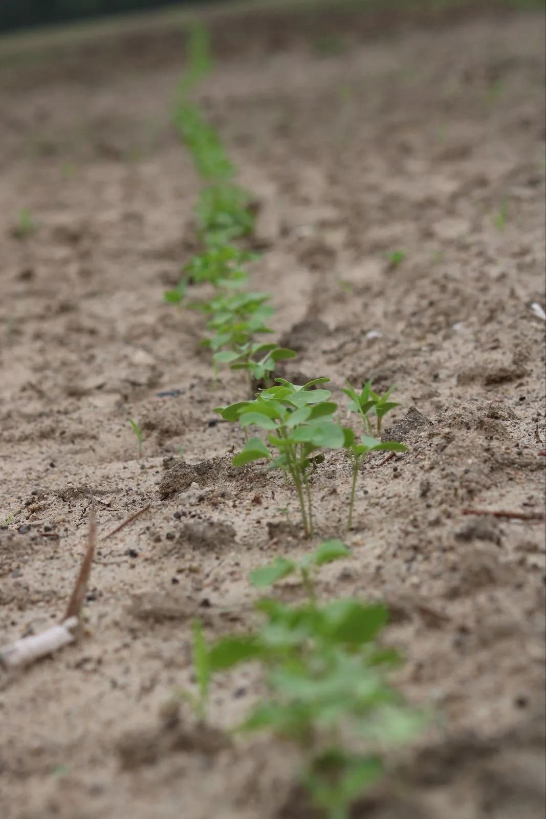 Row of cotton seedlings emerging from the soil
