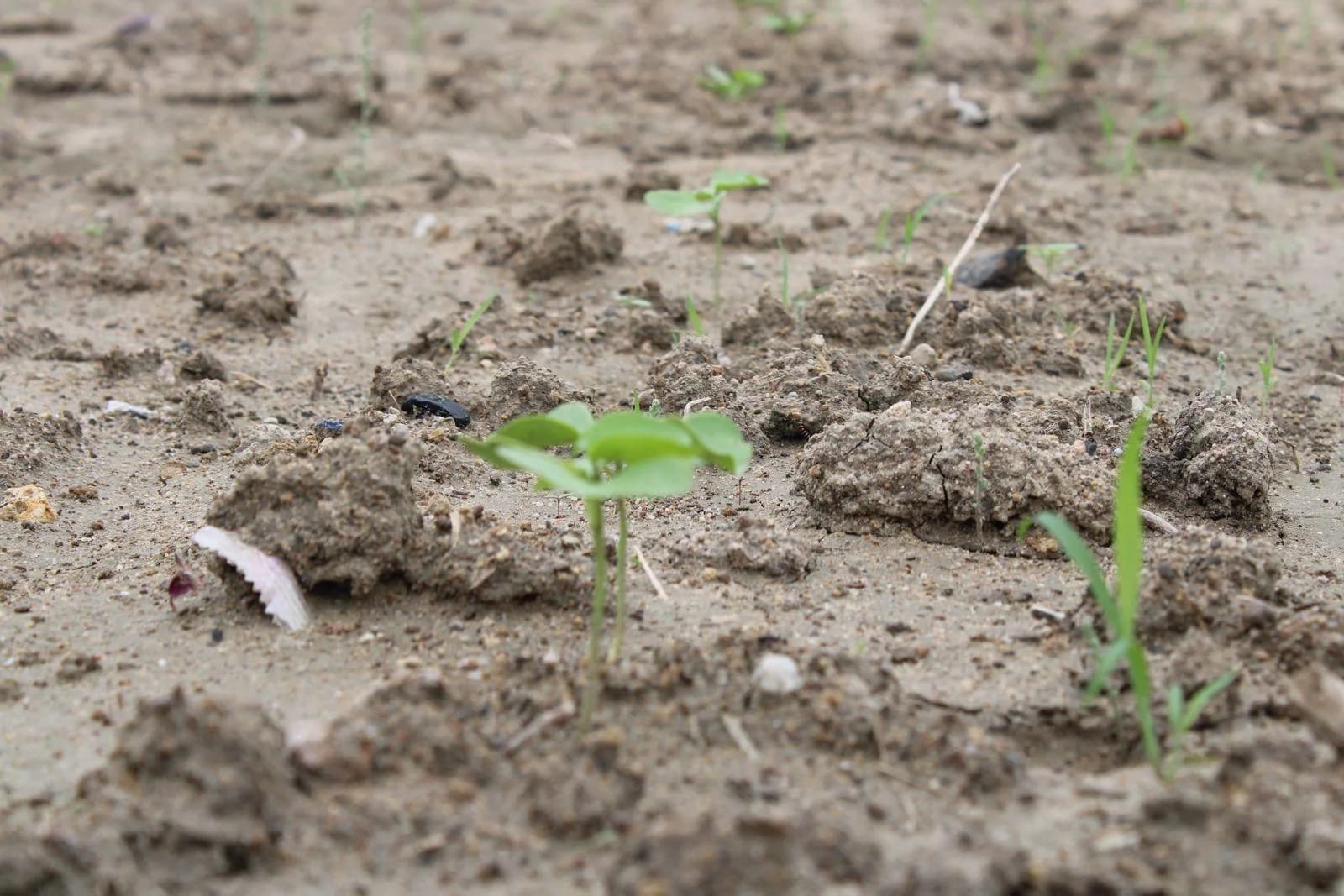 Cotton seedling growing in organic farmland