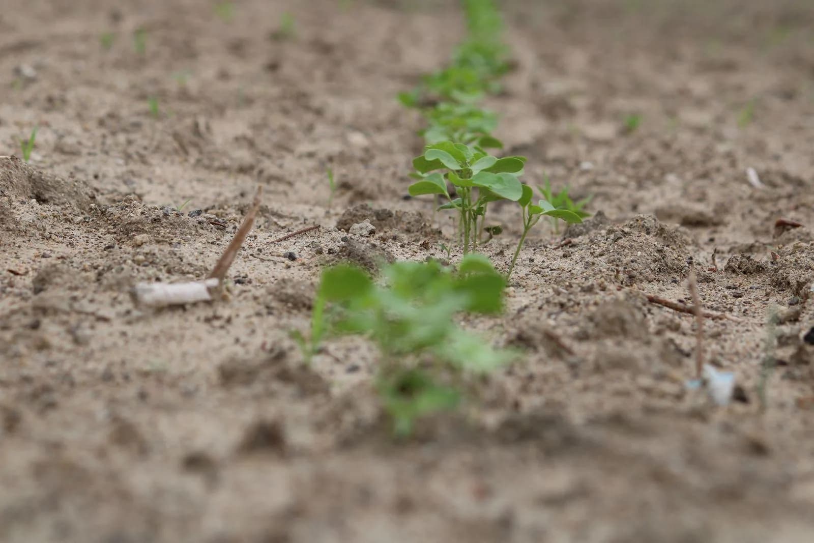 Close-up of a young cotton plant