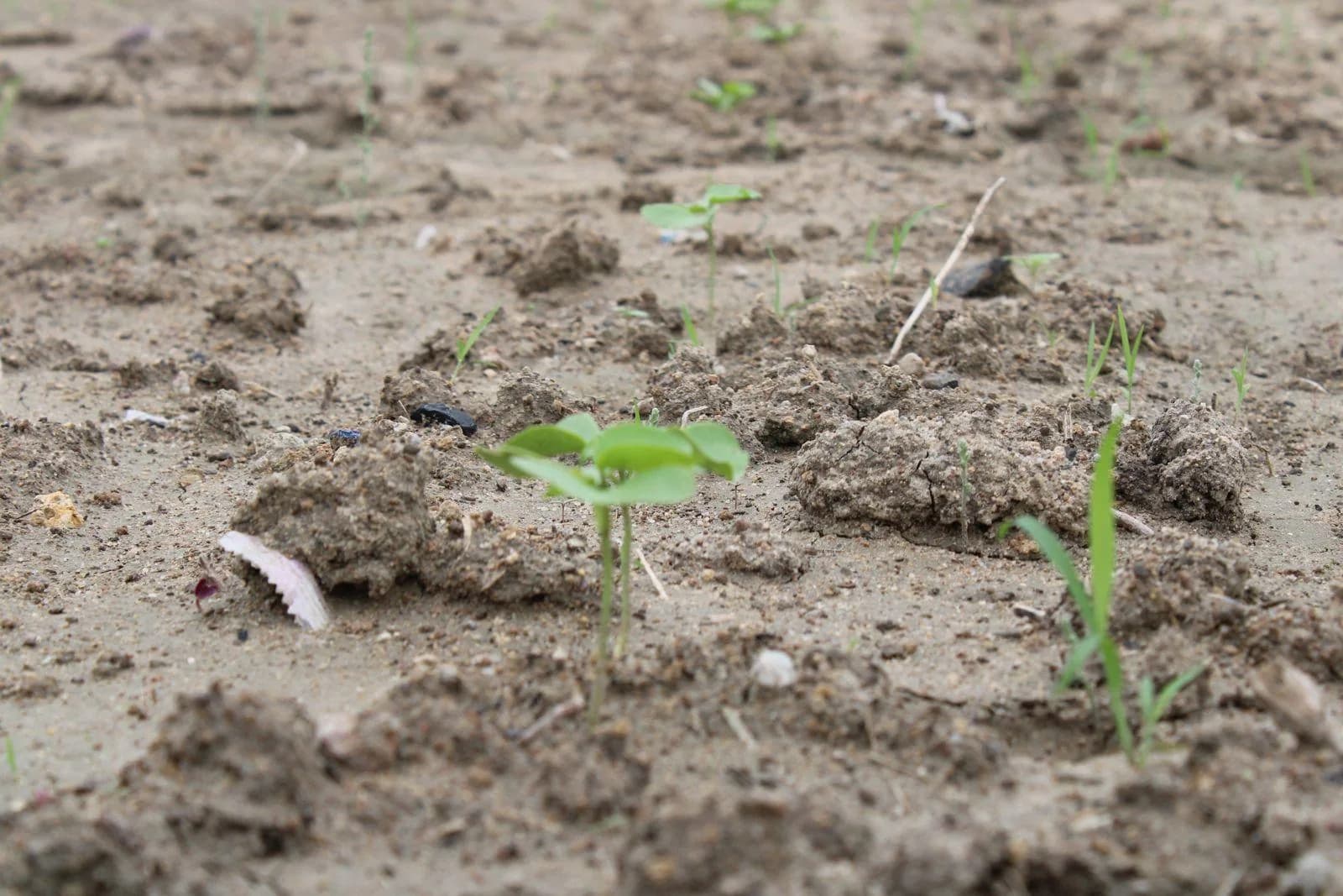 Cotton seedlings in freshly sown soil