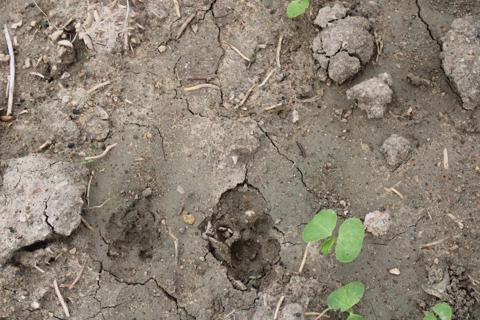 Cotton sprouts in dry farmland