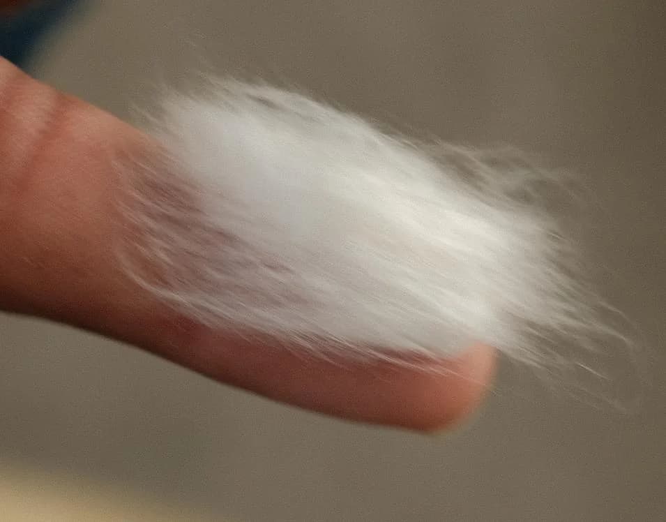 Close-up of short white cotton fibres held between fingers