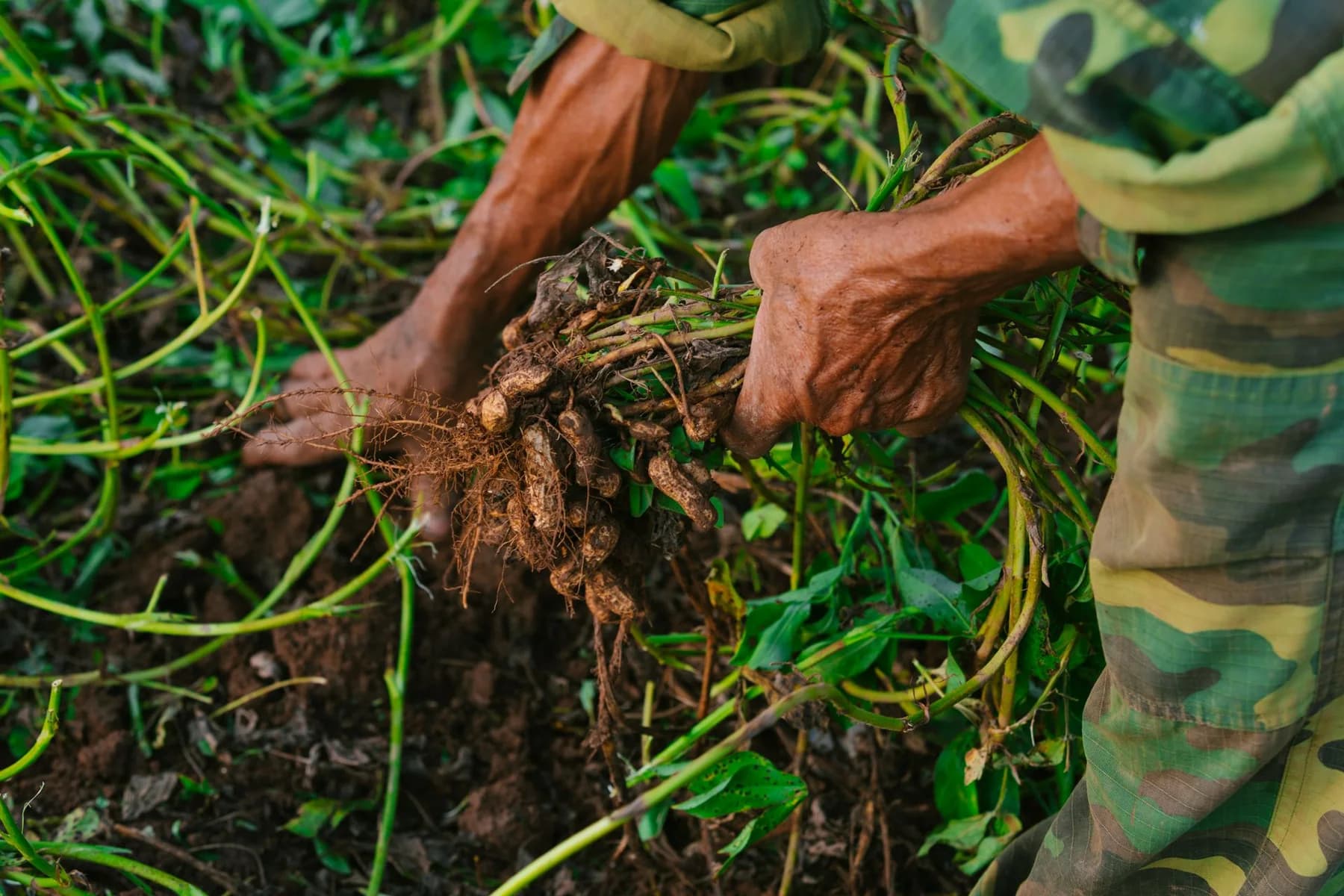 Farmer lifting peanut plants from the soil at harvest