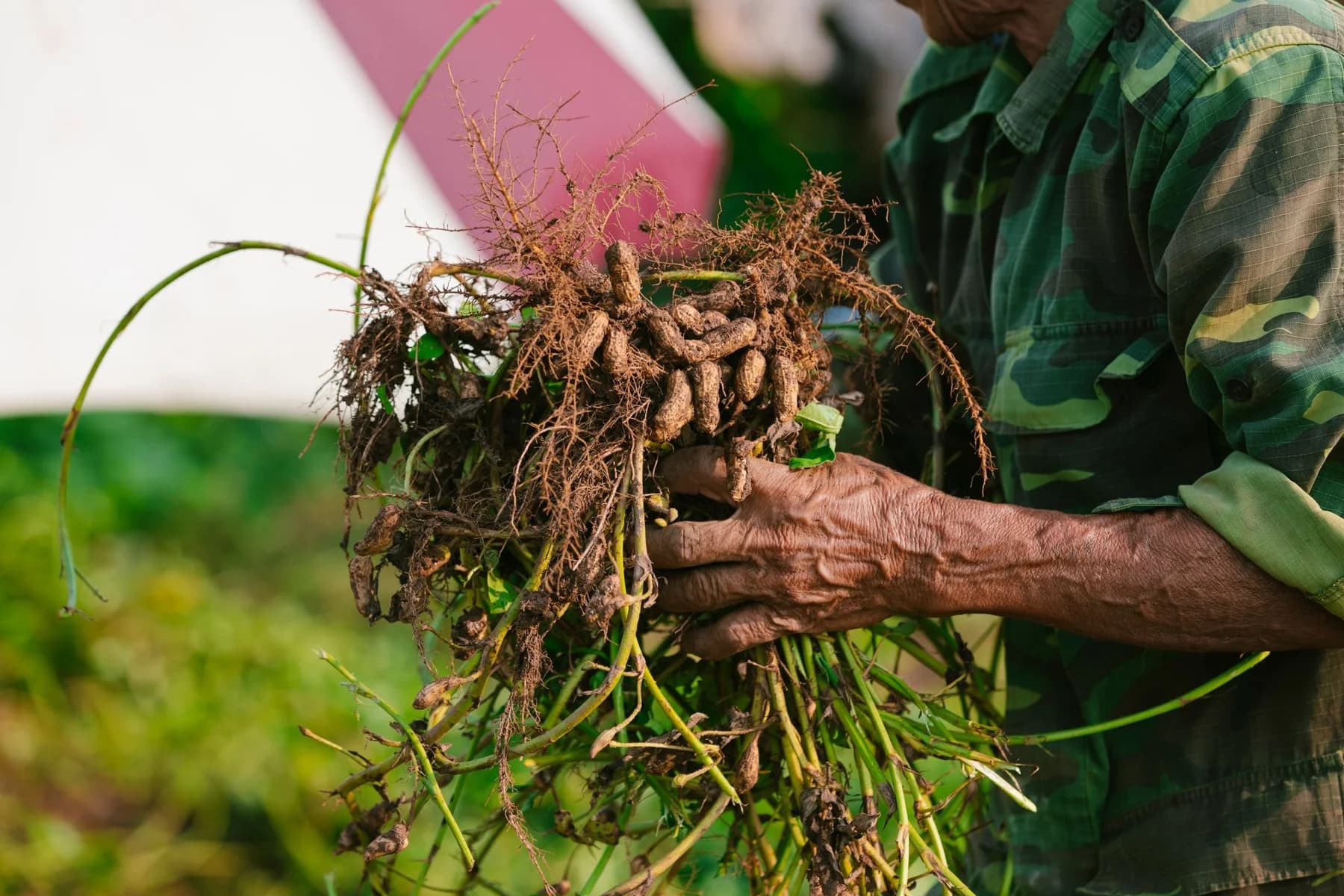 Farmer holding freshly uprooted peanut plants in a field