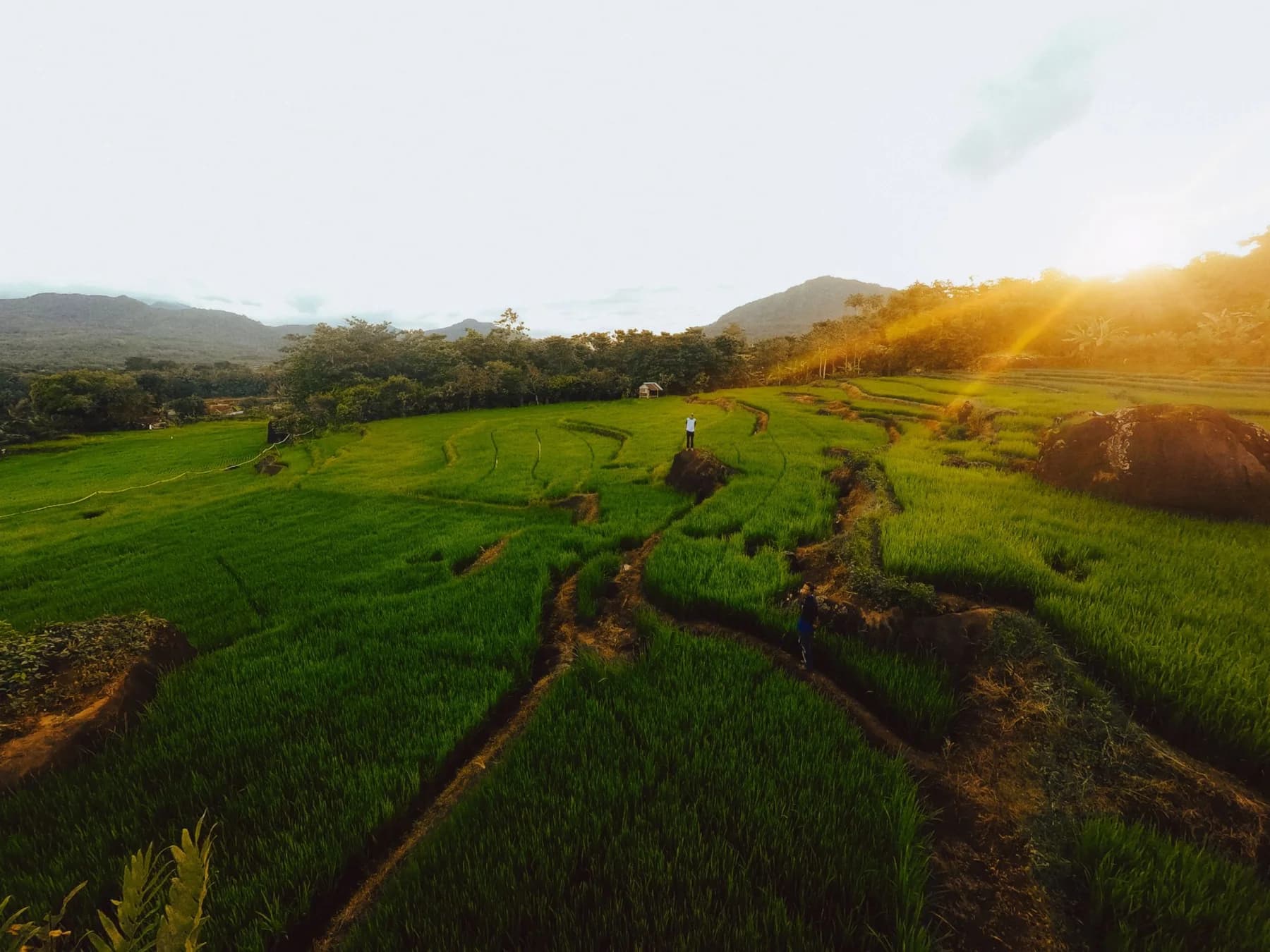 Green rice paddy fields in warm evening light