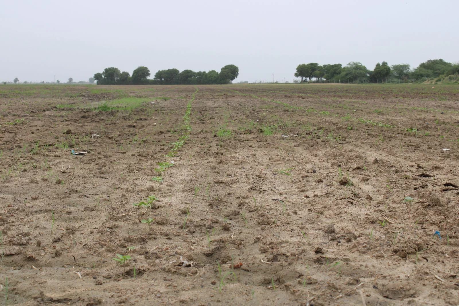 Organic cotton field prepared for sowing