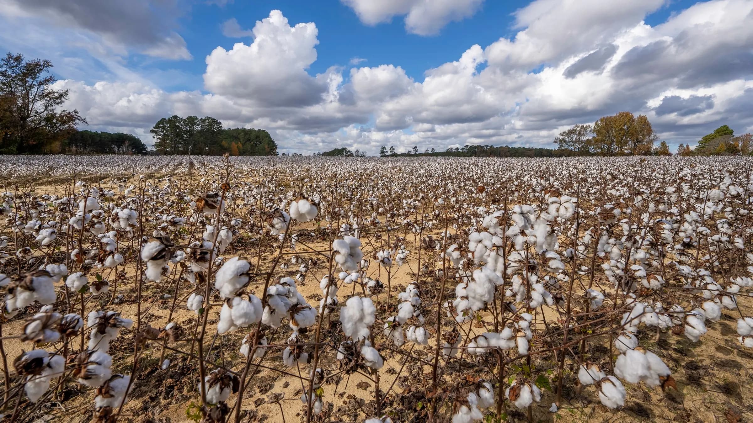 Open cotton field ready for harvest under a wide blue sky