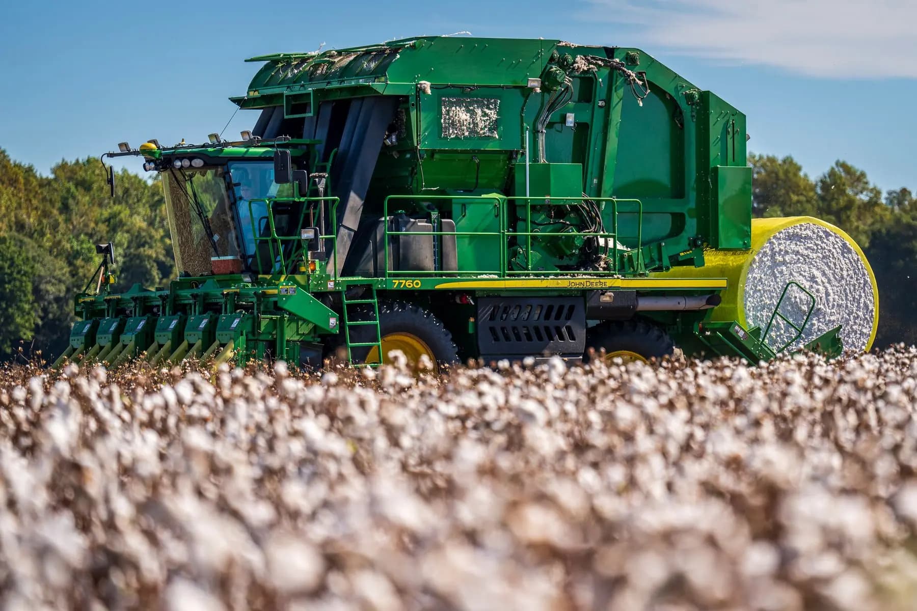 Cotton picker harvesting a field of open cotton bolls
