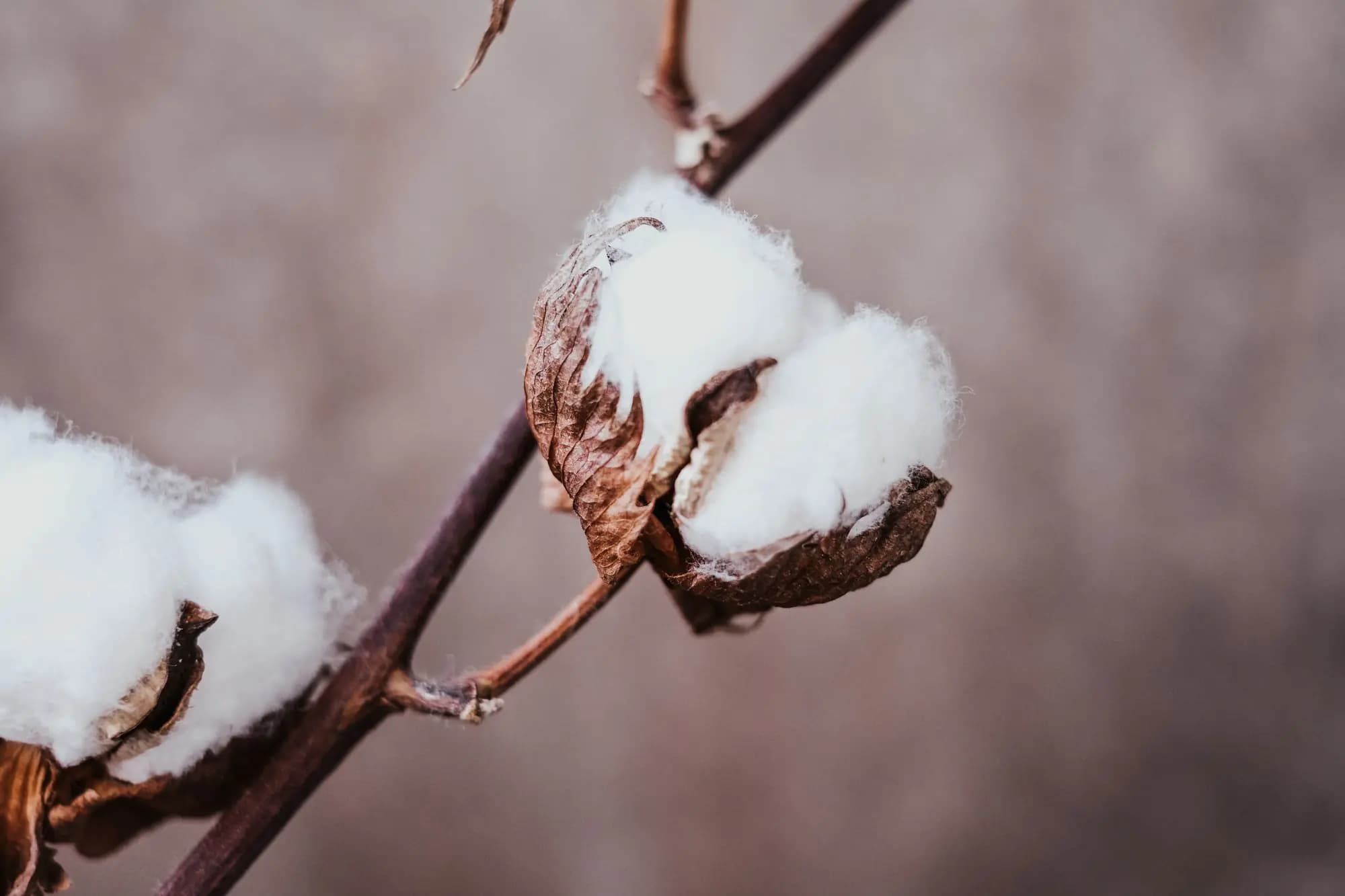 Close-up of a single open cotton boll on its branch